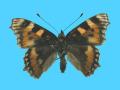 Aglias urticae ab. caerulapicata 8-1938 S. Wilts, UK (Internet Image property of respective owner, non-commercial use only)